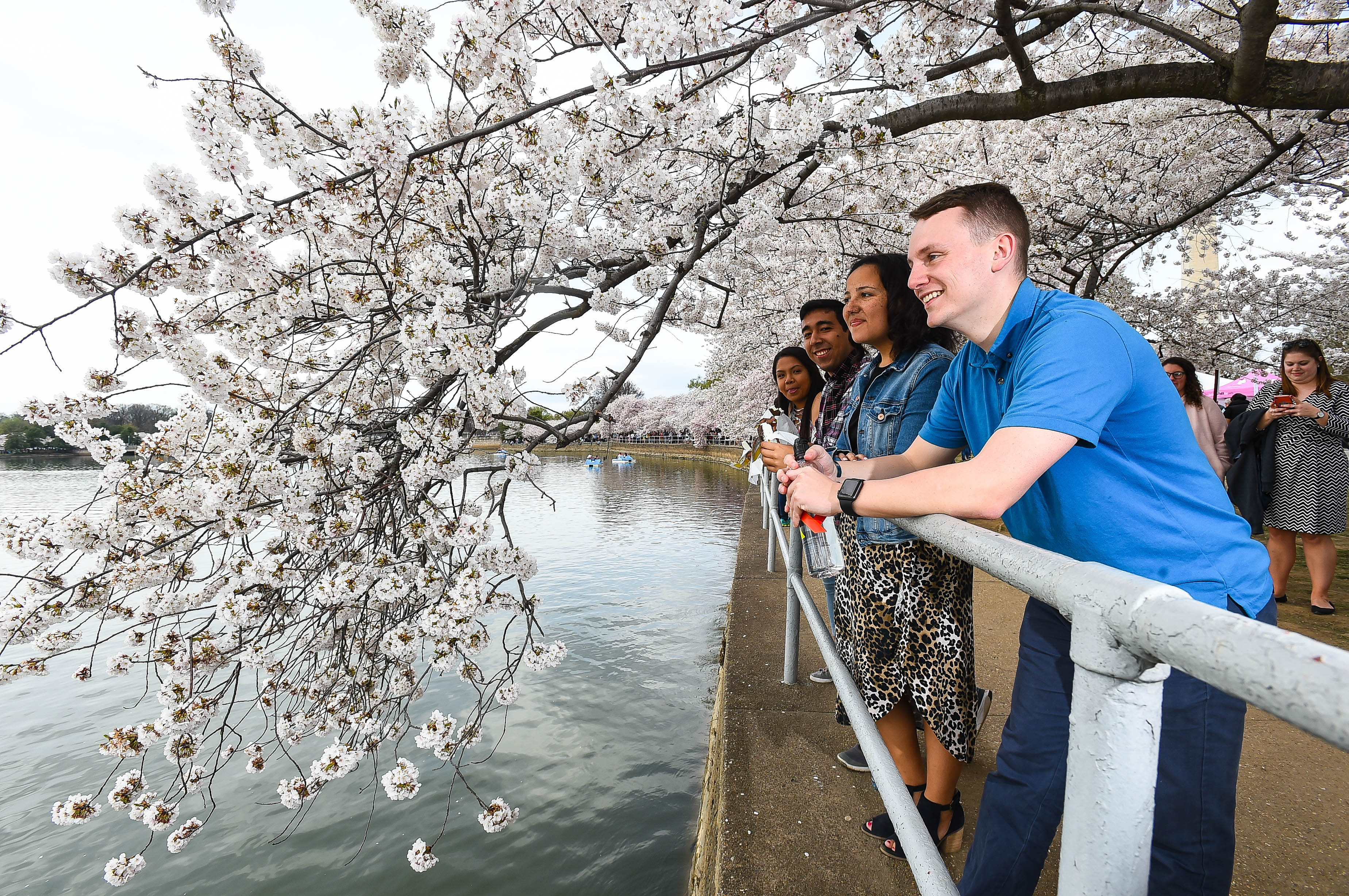 学生们站在潮汐盆地的樱花树下